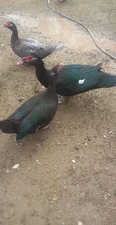 Erkək, | Lal ördək, Damazlıq, Ödənişli çatdırılma