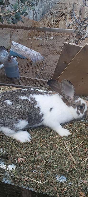 Atlar: Təmiz kaliforniya dovşan balaları — 6