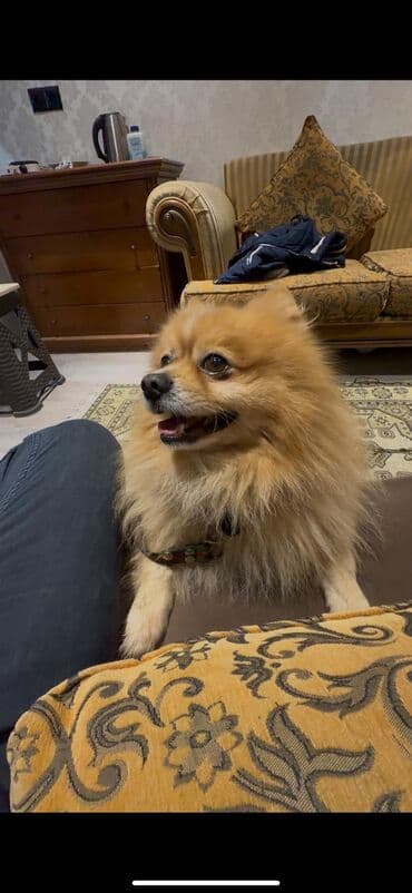 Gəmiricilər: AXTARILIR. Binəqədi İcra Hakimiyyətinin yanındakı məhlələrdən birində — 2