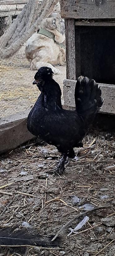 azerbaycanda it adlari: Toyuq, Damazlıq — 9