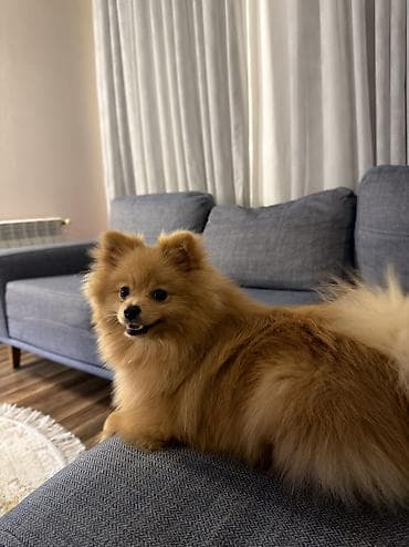 alman çoban iti: Şpitz — 1