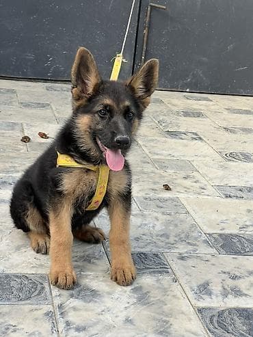 alman afçarka: Alman çoban iti, 3 ay, Dişi, Peyvəndli, Ünvandan götürmə — 1