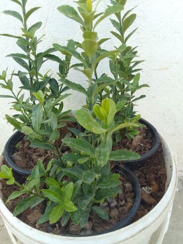 helba bitkisi faydaları: Həmişə yaşıl — 18