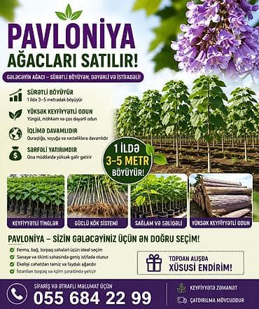 şu ceni: Pavloniya ağacları və toxumlari satılır Dünyanın ən tez böyüyən — 1