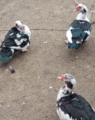 Keçi, çəpiş: Dişi, | Lal ördək, Damazlıq, Ünvandan götürmə — 7