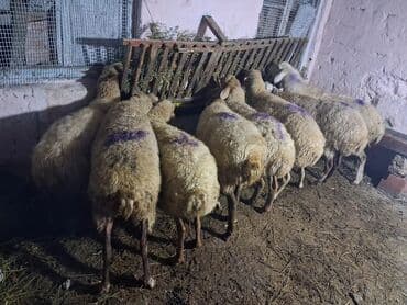 dana qiyməti xacmaz: 8 baş boğaz heyvan razılasma yoluile — 7