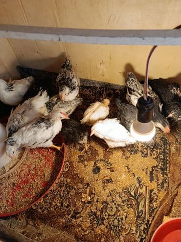 yerli cins inekler: Toyuq cücələri, Ətlik, Ünvandan götürmə — 3