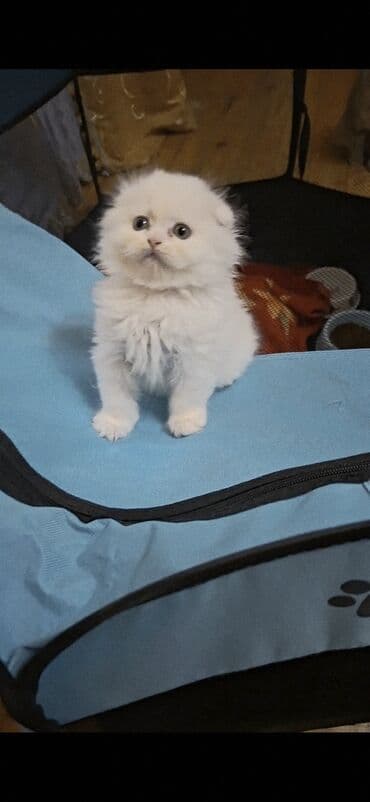 van pisiyi qiymeti: Şinşilla, Dişi — 4