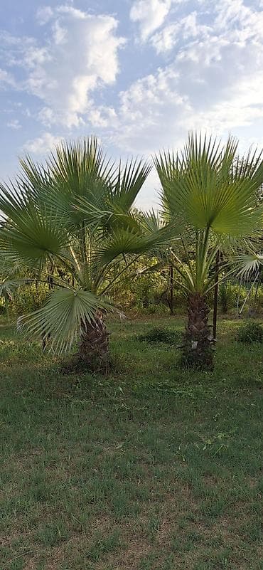 devedabani bitkisi: Washingtonia robusta (Meksika xurma palmisi) – açıq havada əkiləcək — 1