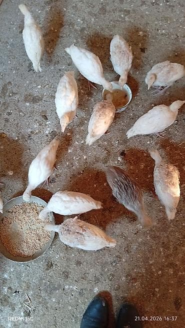 hinduska satilir: Самец, Amerika, Для разведения, Самовывоз — 2