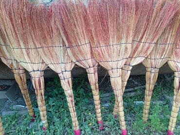 Otaq bitkiləri: Qiymət 2.4 azn.Topdan satış.Ünvan Qazax rayonu,çatdırılma istənilən — 2