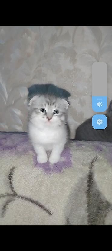 Şotland, Erkək, Dişi, Ünvandan götürmə, Ödənişli çatdırılma