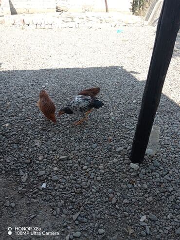 Inəklər, öküzlər: Xoruzlar — 4