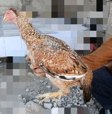 xarkov sortu toyuq: Toyuq, Damazlıq, Ödənişli çatdırılma — 2