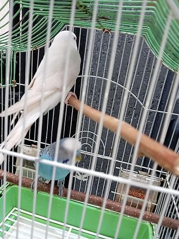 çex tutuquşu: Tutuquşu dəsti satılır Qəfəslə birlikdə üstündə Yemi 1 banka,Mil — 2