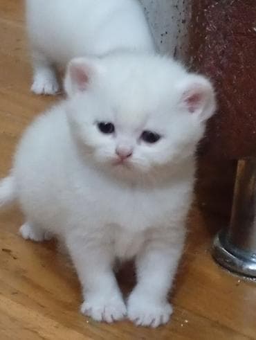 pişiy: Erkək, Dişi, Yaxşı əllərə — 2