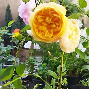 son zenge aid şeirler: Ароматные английские розы — 3