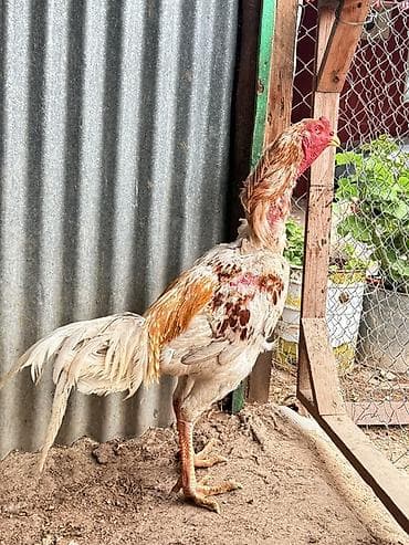 sumatra xoruz: Doşab heyratı satılır 1 delebesi var Məhsul: Xoruz (uzunboyun, oyun — 6