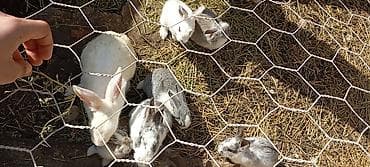 heyvanlar satisi: Karlıq balasidi çox qəşəng baladi biri 10 manat Dovşanlar – müxtəlif — 4