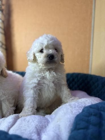 qala cinsi: Pudel, Erkek — 8