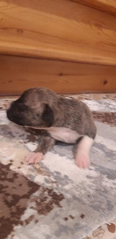 it pitbull: Pitbul, Peyvəndli — 5