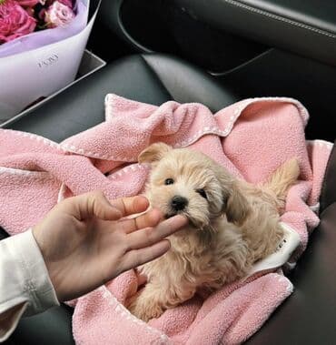 balaca ev itlerinin qiymeti: Malta bolonka, 2 ay, Erkek, Sənədli, Pulsuz çatdırılma — 2