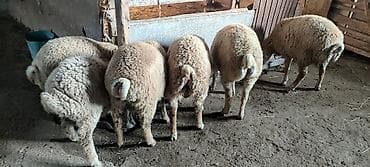 balaken heyvan satisi: Qurbanlıq quzular .Cins: Qoyun (yunu bol, iri cüssəli) Təyinat: Ət və — 5