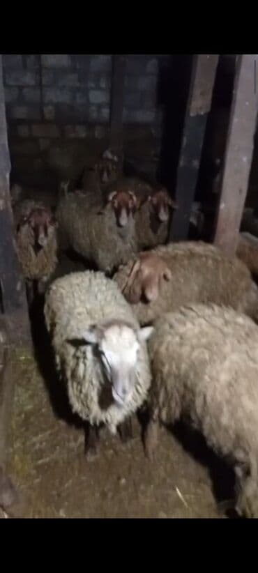 xamilyon ne demek: Quba rayonu Nügədi qazmalar kəndində satış məqsədilə — 2