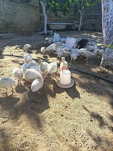 hind guşu: Ag Kanada cinsi hinduşka balalari. 25 günlükdur — 1