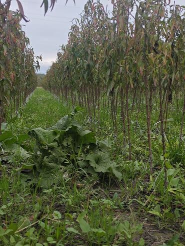 ikinci el jakuzi: Məhsul: Şaftalı tingləri (fidanlar) Təsvir: - Satışda sıralar üzrə — 1