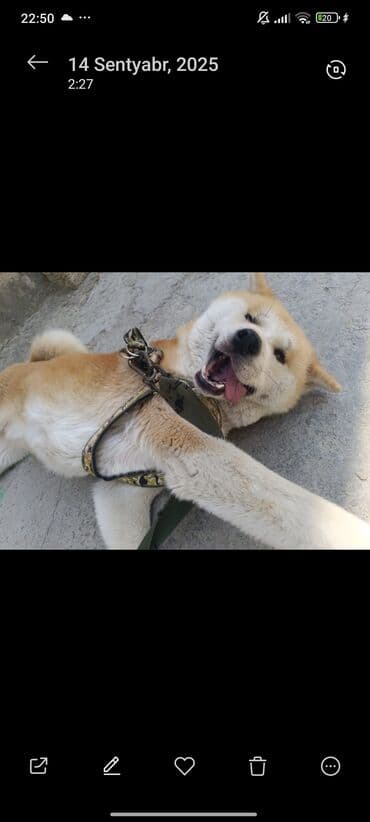 кане корсо купить: Акита-ину, 2 года — 4