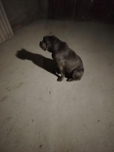 Cane corso