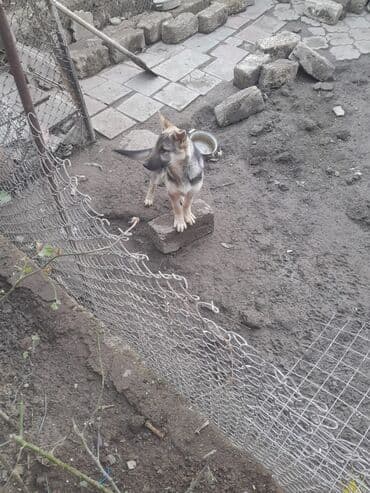 komeye telesen itler: Alman çoban iti, 5 ay — 2