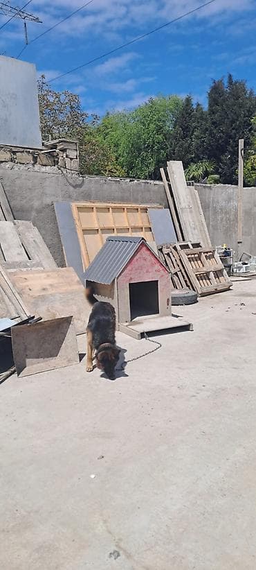 sabuncu it bazari: Alman çoban iti, 2 il, Erkek, Ünvandan götürmə — 3