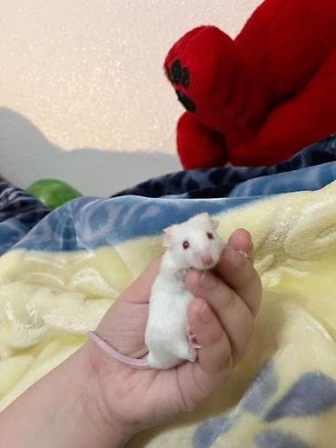 Gəmiricilər: Ev heyvanı – əhli laboratoriya siçanı (rat) - Rənglər: ağ qırmızı — 2