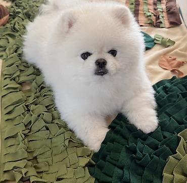 tap az alabay: Şpitz, 2 ay, Sənədli — 1