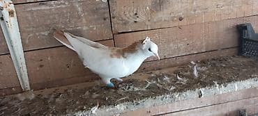 kağız pul: Mayadi — 2