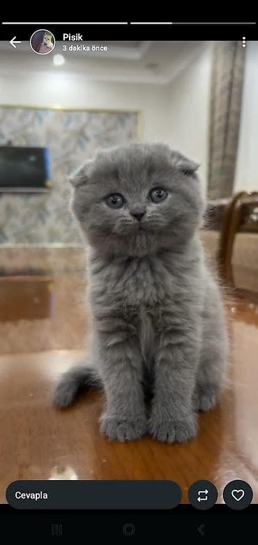 Британская