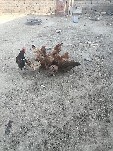 saso toyuqlari: Toyuq, Yumurtalıq — 1