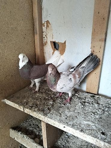 cins qoyunlar satilir: Cürbəcür rənglərdə ev göyərçinləri dəsti. Xüsusiyyətlər: - Rənglər — 3