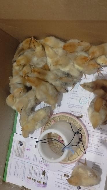 Digər heyvanlar: Prob ucun inqibatora qoymusdum 26 dene yubleynaya kucinskaya cucesi — 1