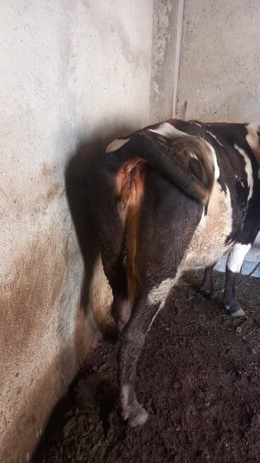 en cox sud veren inekler: Dişi, il: 3, Südlük — 3