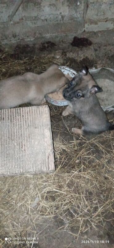 lal ordek satilir: Peyvəndli — 1