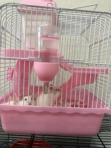 Hamster üçün tam dəst 2eded (erkek) hamster, 2 eded qefes, yem — 1