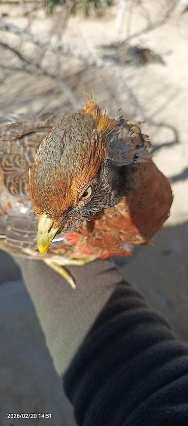 Heyvanlar üçün mallar: Qızılı qırqovul erkək 7 aylıqdı 55manat Qafqaz Rumun qırqovul cütü — 2