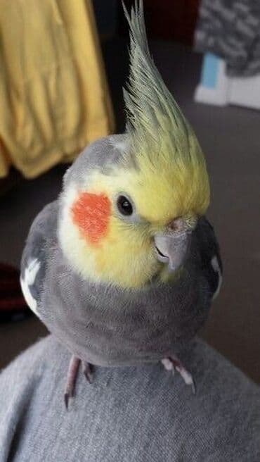 кольчатый попугай цена: Korella quslari cutu disi ve erkek satilir qefesi ile birge. 3 — 2