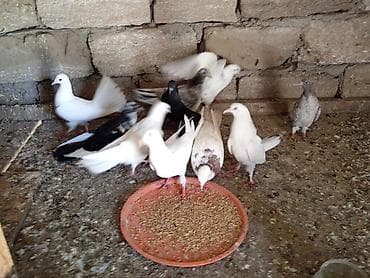 drakon göyərçin: Bala quwlardi.çöl gormuyubler.mawtagada yerlewir.isteyen elaqe — 1