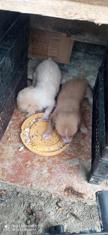 bulduk it: Zvanok küçükler dik Qulaq gödək spiral quyruq orginal küçük lerBalaca — 3