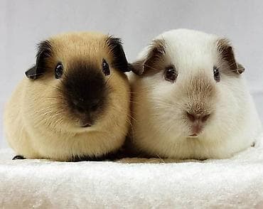 golden roz: Şəkildəki rənglərdə olan Guinea Pig balası axtarıram. Bu rənglərdən — 1