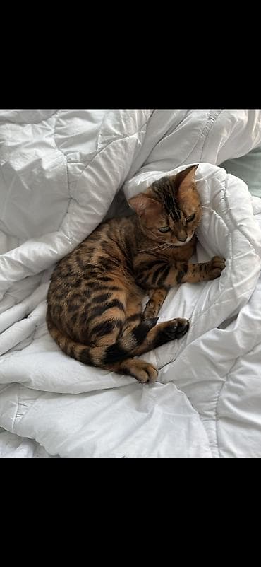 Собаки: Бенгальская, Самка — 2